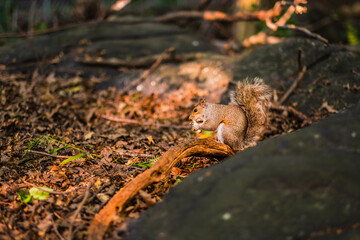 Captivating Squirrel in Woodland Area Holding Nut Amongst Fallen Leaves and Twigs in Bright Afternoon Light, Showcasing Natural Autumn Forest Habitat and Wildlife Behavior