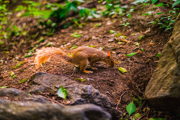 Adorable Squirrel Searching for Food in a Lush Green Forest Setting on a Bright Sunny Day, Capturing Nature's Beauty and Wildlife Curiosity in Their Natural Habitat