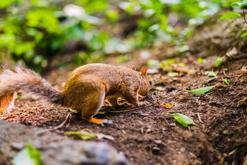 Curious Squirrel Exploring the Forest Floor in Search of Food Among Lush Greenery on a Sunny Day