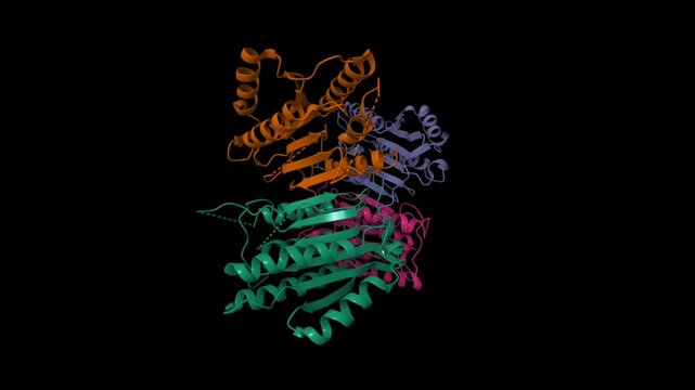 Crystal structure of human ligand-free mature caspase-6. Animated 3D cartoon and molecular surface models, PDB 3k7e, chain id color scheme, black background