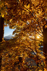 夕暮れ時の富士山と紅葉