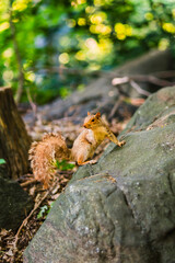 Curious Squirrel Posing on a Rock in a Lush Forest Setting Observing Its Surroundings While Bathed in Sunlight