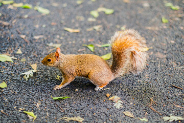 Close-Up of a Squirrel on a Leaf-Laden Path with Textured Asphalt Background in Nature. A Curious Animal Exploring the Park in Autumn Season, Capturing the Beauty and Serenity of Wildlife Outdoors