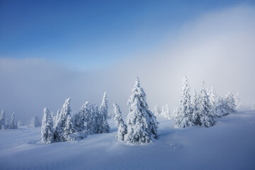Fototapeta premium Winter background. Foggy mountain forest with snow covered frozen trees. Cold weather in frosty landscape