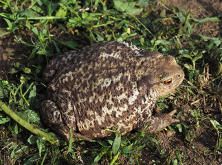 Common toad sitting on the ground, Bufo bufo