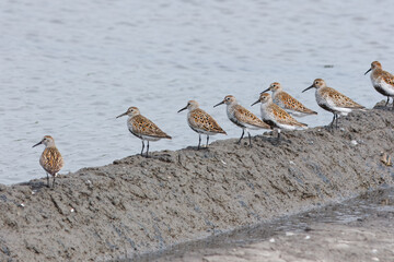 Common sandpit with the scientific name of (Calidris alpina). Set of birds lined up on an edge in a salt marsh.