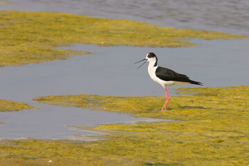 Mosquito with the scientific name of (Himantopus himantopus). Easy to identify, the mosquito draws attention due to the strong contrast of its plumage: the white body, head and neck contrast with the 