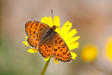 Mediterranean fritillary with the scientific name of (Melitaea didyna). Orange butterfly with black spots on top of a yellow flower.