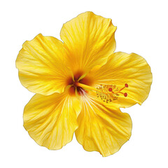 Yellow Hibiscus Flower Isolated on White Background