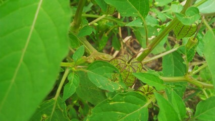 ceplukan (Physalis angulata)