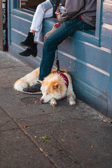 Relaxing Urban Scene with People Sitting on a City Window Sill and a Calm Dog Lying on the Pavement in a Busy Street Corner
