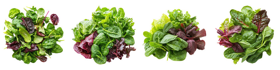Fresh Green and Red Leaf Lettuce Varieties for Healthy Eating