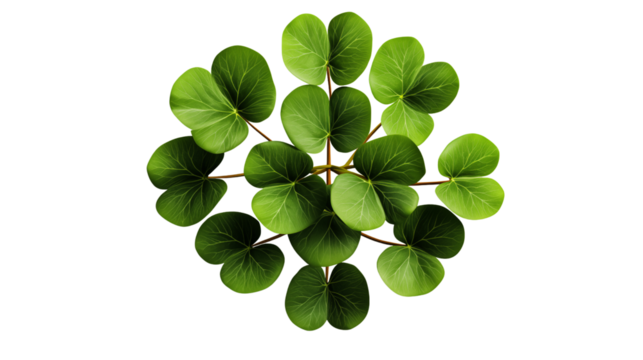 Close-up of a green three-leaf clover leaf, a symbol of luck and simplicity, isolated on transparent background.