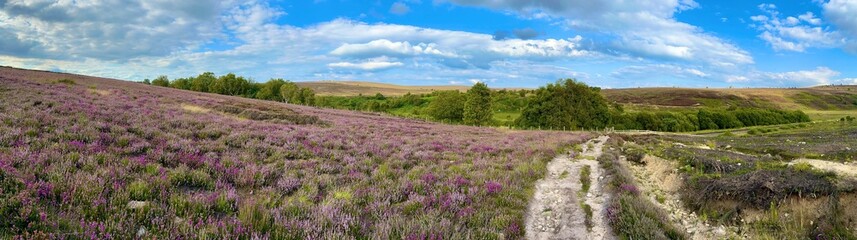 A panoramic view of purple heather in bloom on the North York Moors in summertime, England. 