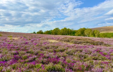 Beautiful purple heather in bloom across the North York Moors in summer, England, UK. 