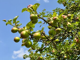 An apple tree against a blue sky in summer. 