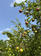 A vertical view of juicy apples growing on a tree in an orchard against a blue sky background. 