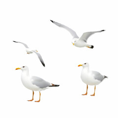 Fototapeta premium Set of seagulls isolated on white background