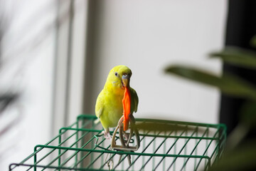 Bright yellow female budgerigar eating carrot on top of cage
