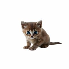 Obraz premium Small gray kitten on a white background