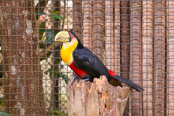 Green-billed toucan perched on a wooden stump, showcasing vibrant yellow, red, and black feathers. Surrounded by a fenced environment with tree trunks and foliage. Perfect for educational or ecologica