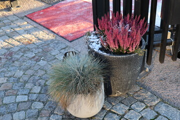 Decorative plants on cobblestone pavement 