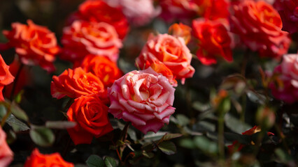 red and yellow roses in garden 