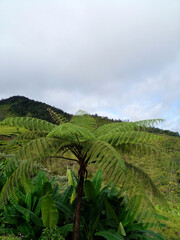 Fototapeta premium green plantation