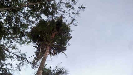 sky and tree