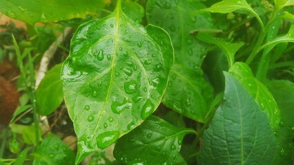 green leaf with water drops