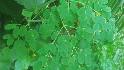 green leaves background