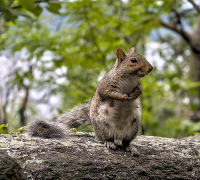 urban gray squirrel sitting on hind legs in fort tryon park manhattan new york (nyc city wildlife) grey rodent cute animal close up photography begging for food domesticated trained female standing
