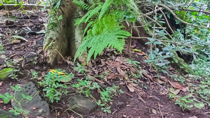 fern at forest floor