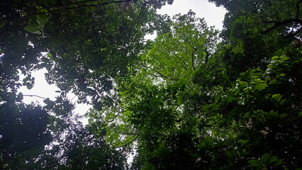 Fototapeta premium sun rays through trees