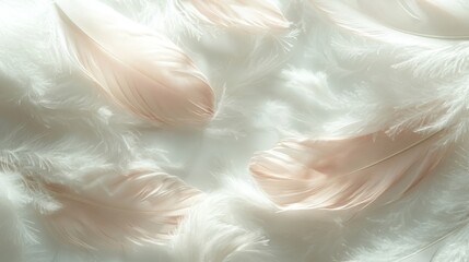 Fototapeta premium Soft Pink And White Feathers, Delicate Texture Background, Gentle Romantic Dreamy Atmosphere