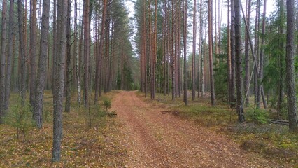 Fototapeta premium A dirt road with grass, fallen needles and leaves and juniper bushes along the sides passes through a mixed forest. Birch, pine and spruce trees grow along the road. Overcast autumn weather