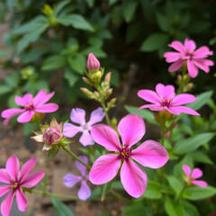Pink and purple flowers