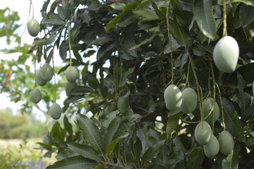 mango on tree
