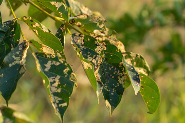 Mold on a leaf under evening sunlight, representing nature's cycle of decay and renewal in macro detail