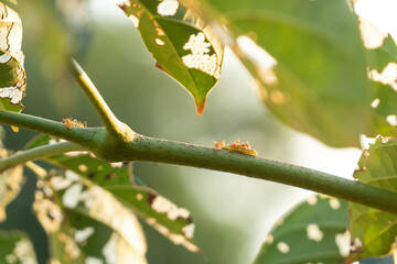 Ants carrying food on a branch during sunset, highlighting nature’s unity, teamwork, and survival instincts