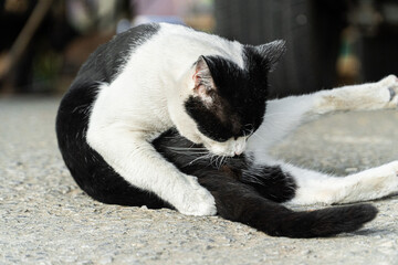Black and White Cat Posing on a Road Surface