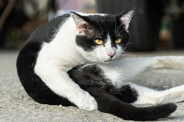 Close-up of Black and White Cat Sitting on the Road in Relaxed Pose with Intense Yellow Eyes