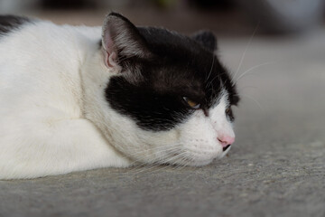 Close-up of a black and white cat with intense yellow eyes, perfect for animal portraits and design themes