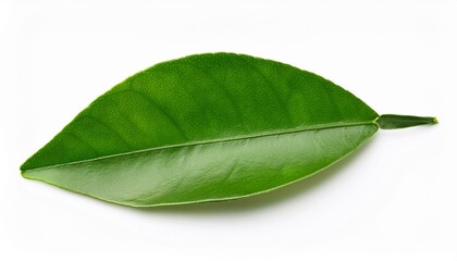 Obraz premium Fresh green citrus leaves on white background