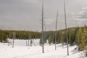 Ghost trees in winter landscape, Yellowstone National Park