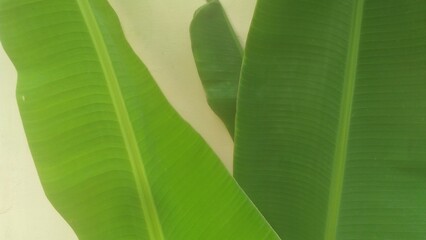 close up image of green banana leaf natural background