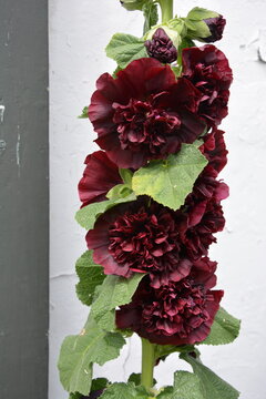 Alcea rosea Chater's Double purple, Hollyhock purple double flowers with a white wall in background in summer,Damme, Belgium