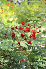 red beautiful poppy flowers 
