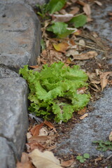 Laitue frisée qui pousse dans un caniveau avec bordure ancienne dans la rue en été, salade sur un trottoir