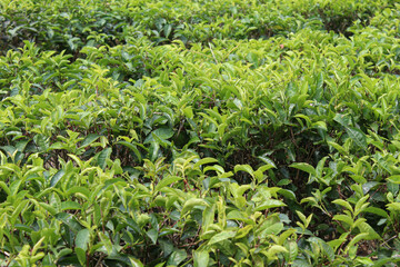 Tea plantation, tea tree in rows, close up view